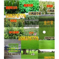 草坪播种量绿化草坪品种及图片